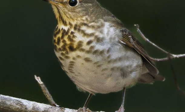 Photographing Swainsons and Gray-cheeked Thrush in central NC